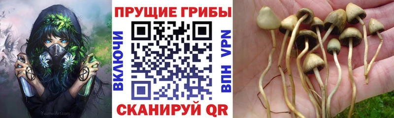 omg как войти  Иркутск  Галлюциногенные грибы Psilocybe 